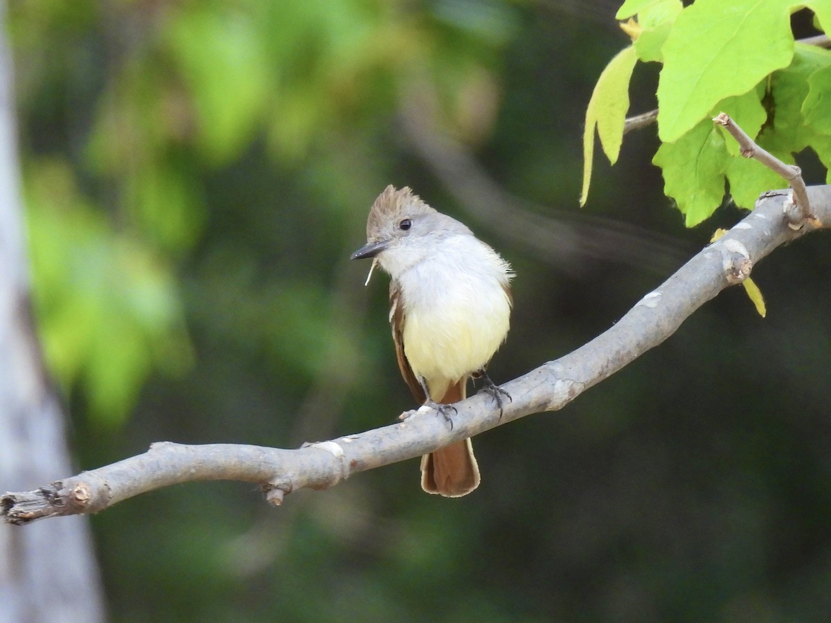 Ash-throated Flycatcher - ML578307631