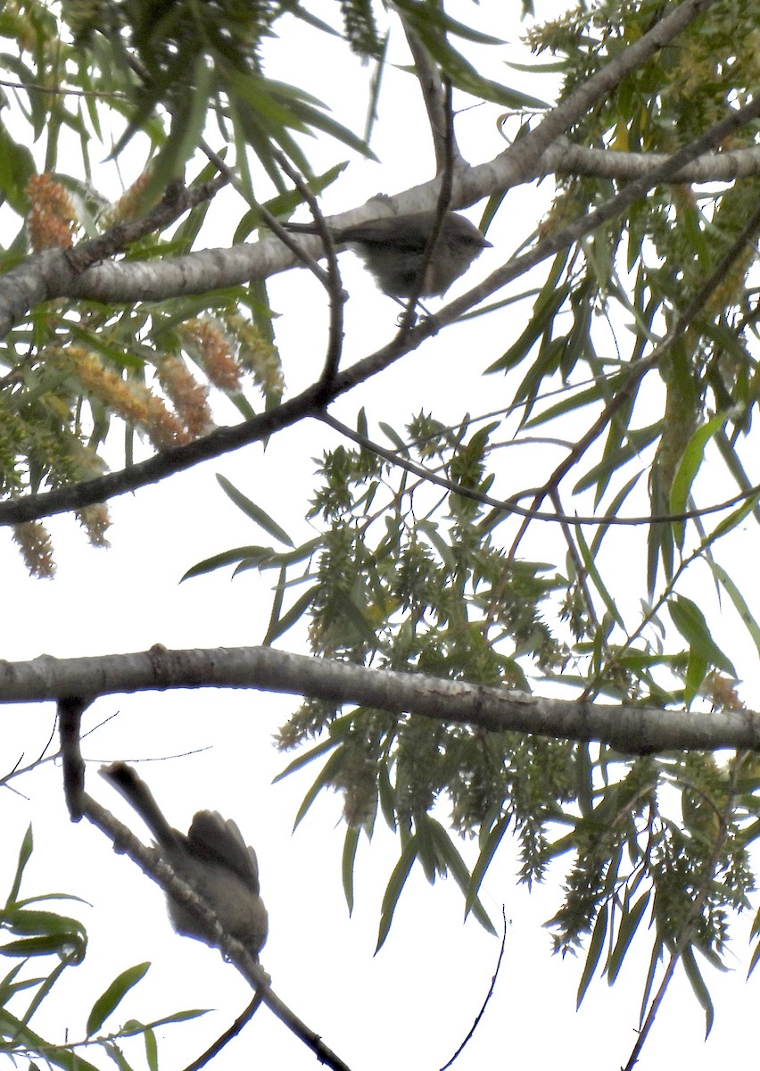 Bushtit - Isa Dav