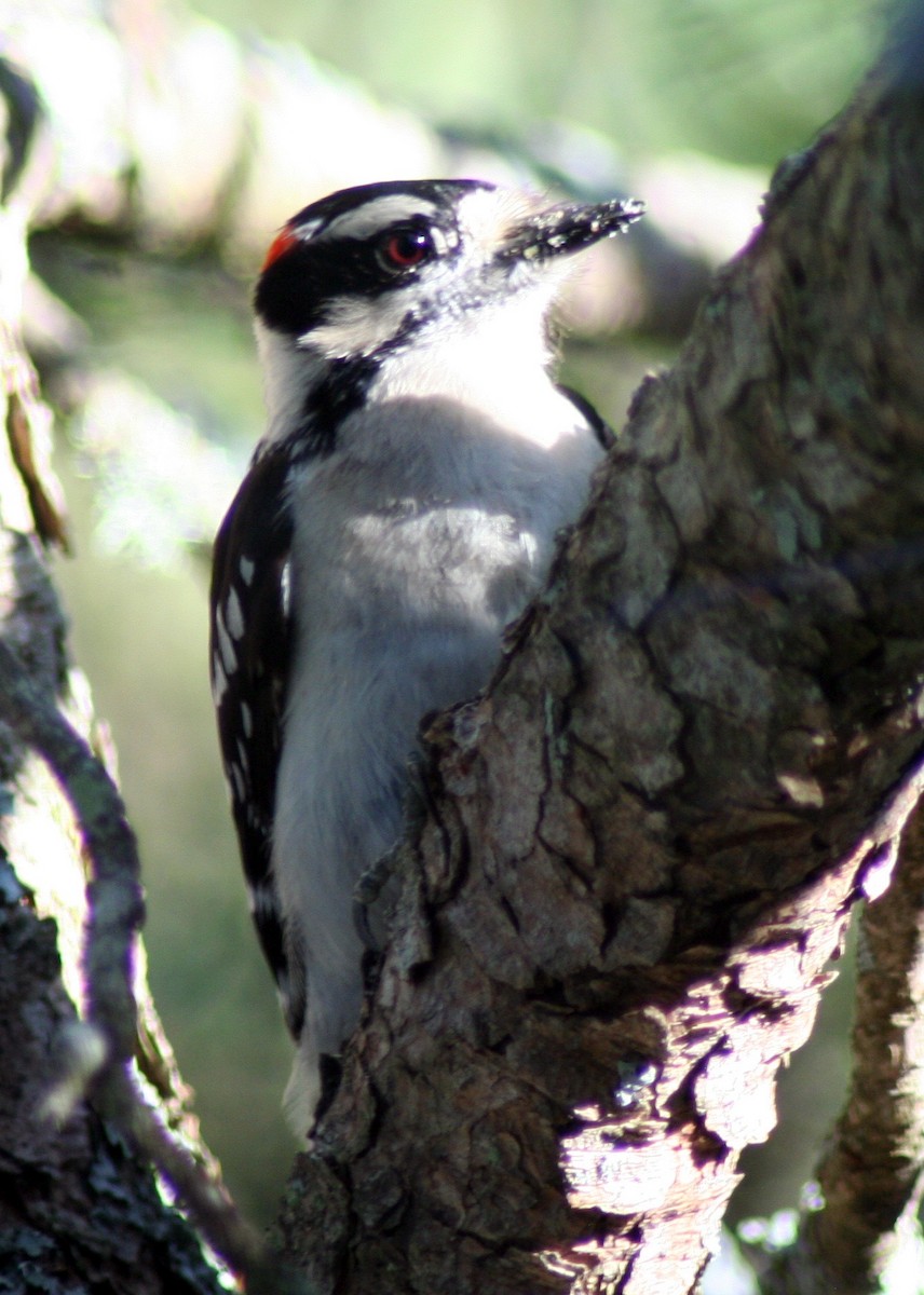 Downy Woodpecker - ML578307971