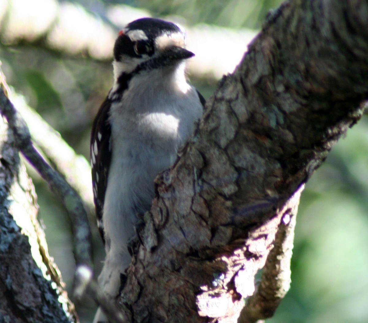 Downy Woodpecker - ML578308001