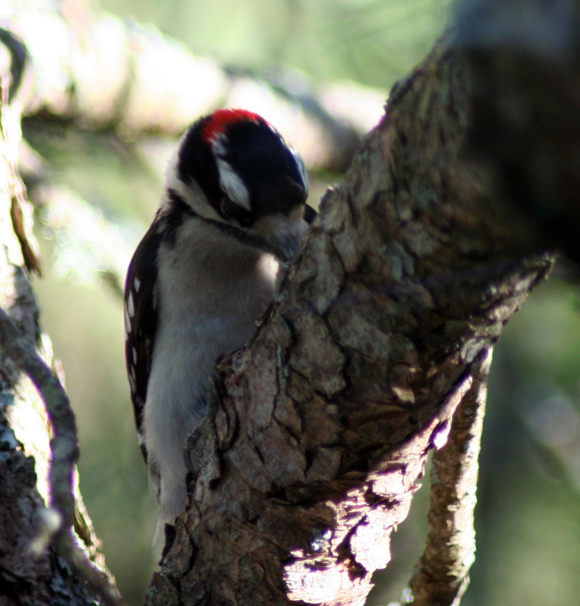 Downy Woodpecker - ML578308011