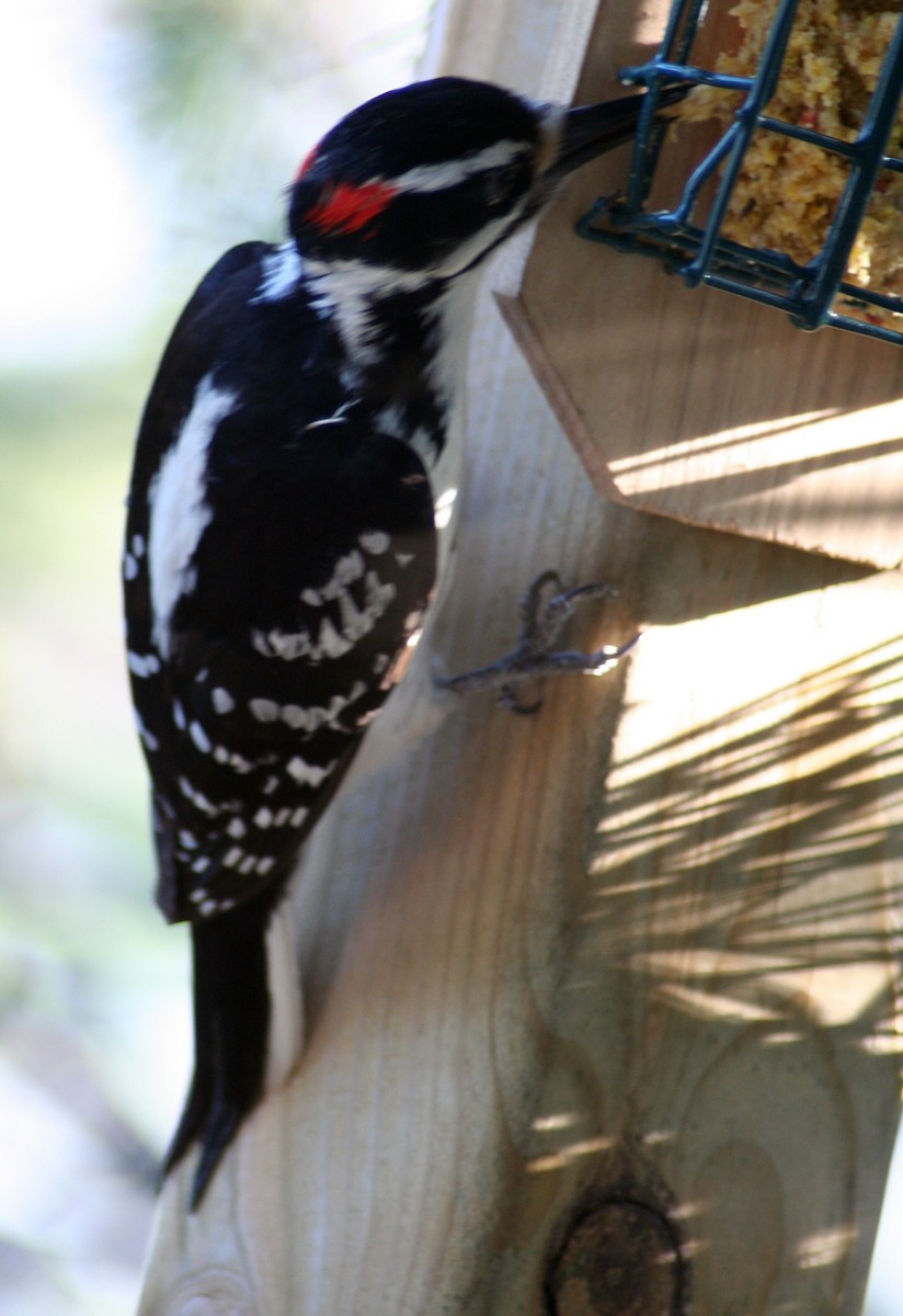 Downy Woodpecker - ML578308031