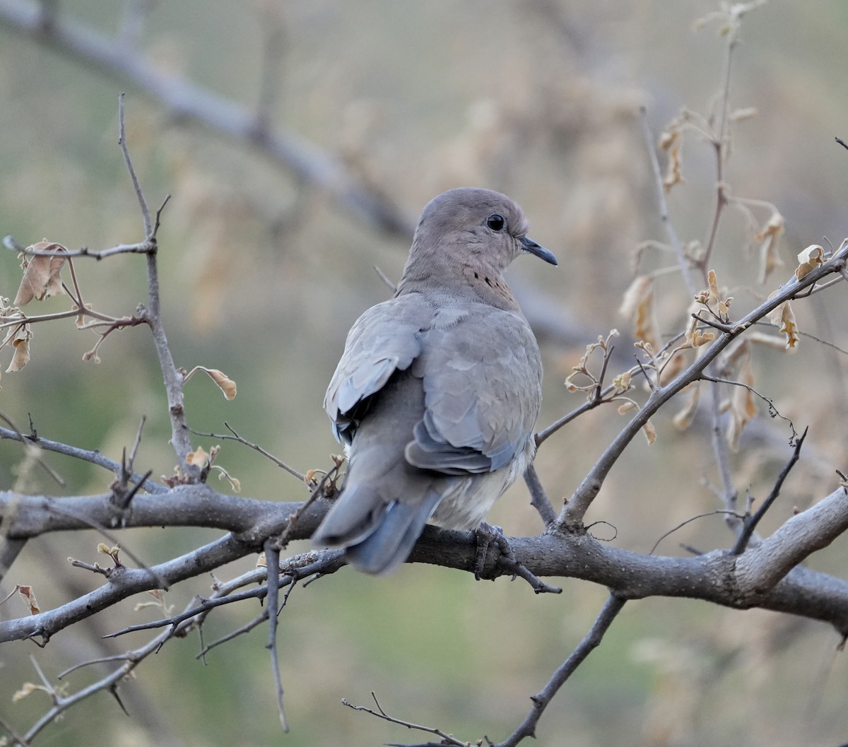 Laughing Dove - ML578308981