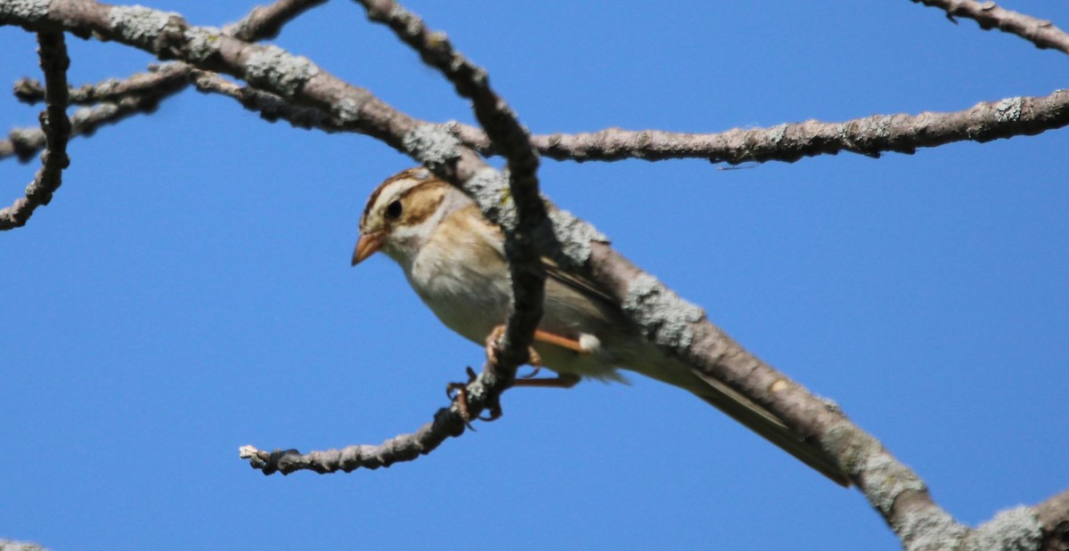 Clay-colored Sparrow - Kelli Bahls