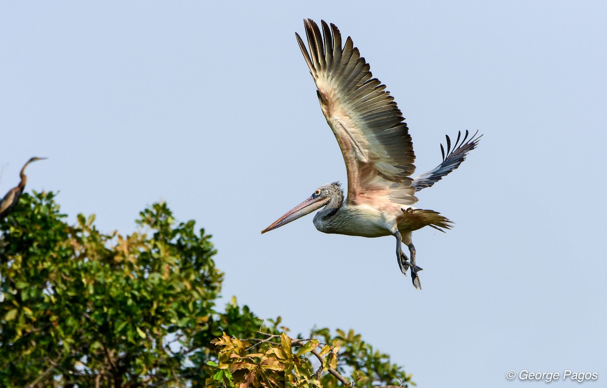 Spot-billed Pelican - ML57830961