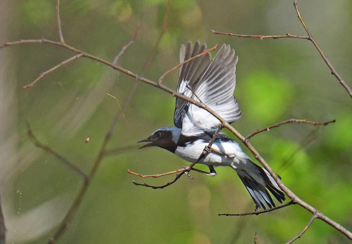 Black-throated Blue Warbler - ML578310241