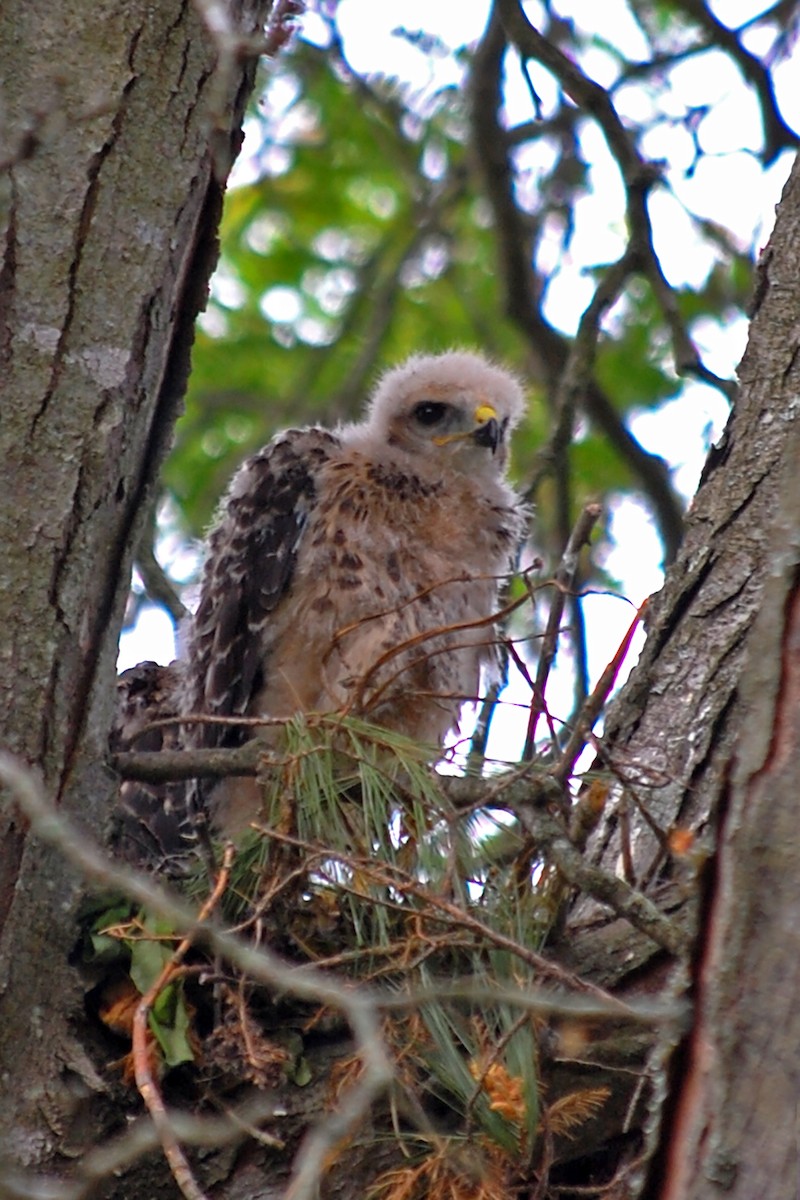 Red-shouldered Hawk - Robert Walker