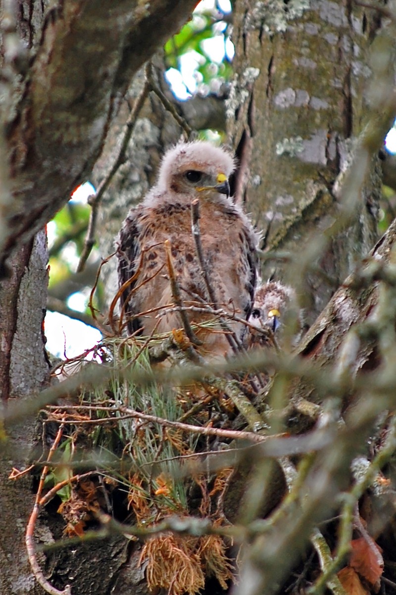 Red-shouldered Hawk - Robert Walker