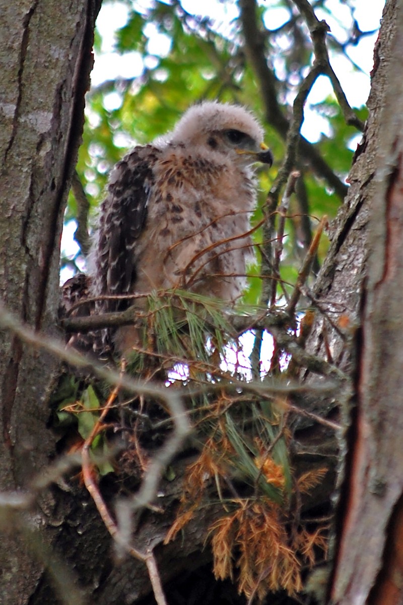 Red-shouldered Hawk - Robert Walker