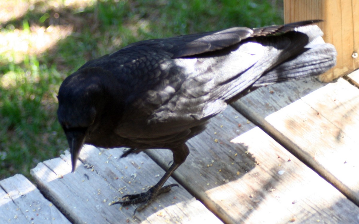 American Crow - Mathieu Beaudin