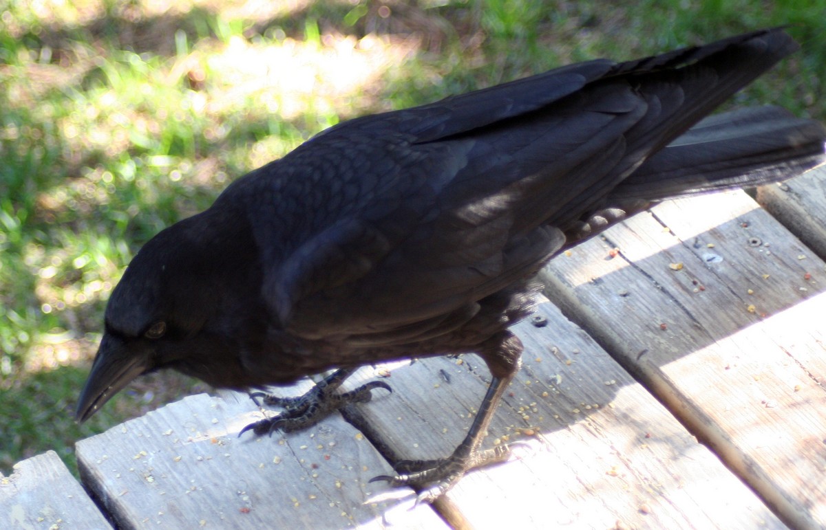 American Crow - Mathieu Beaudin