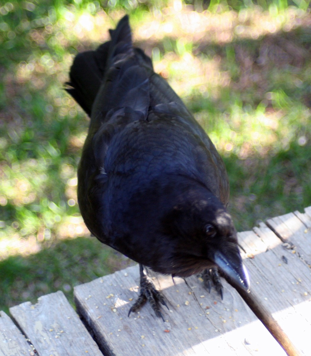 American Crow - Mathieu Beaudin