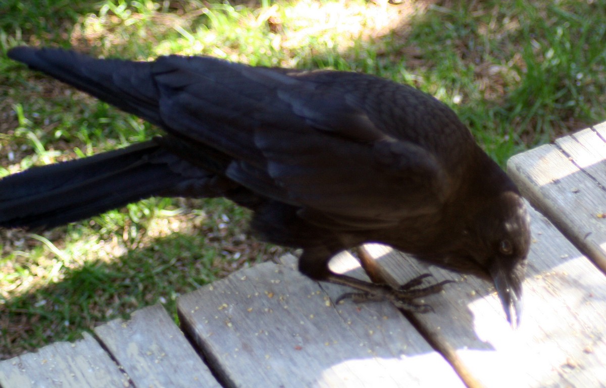 American Crow - Mathieu Beaudin