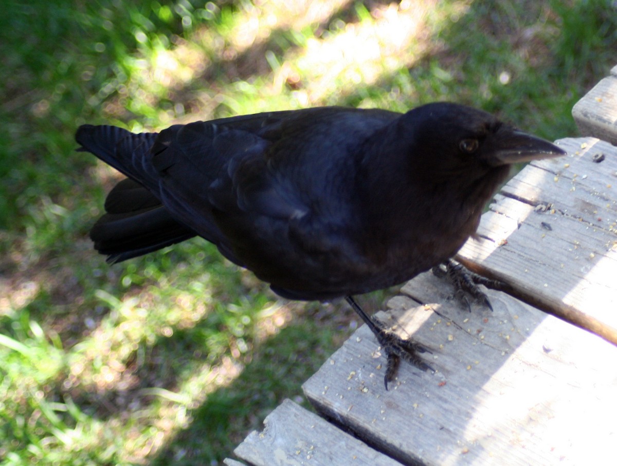 American Crow - Mathieu Beaudin