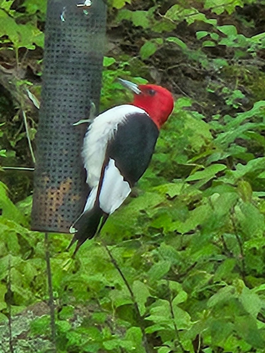 Red-headed Woodpecker - ML578311411