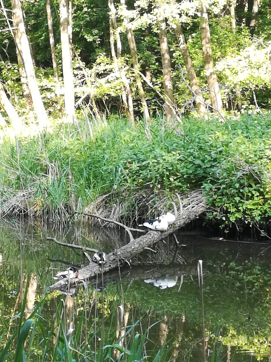 Canard musqué (forme domestique) - ML578312911