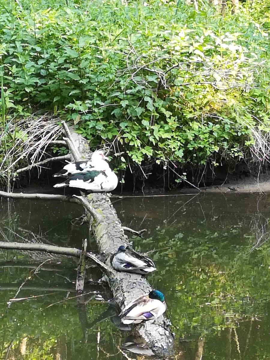 Canard musqué (forme domestique) - ML578312941