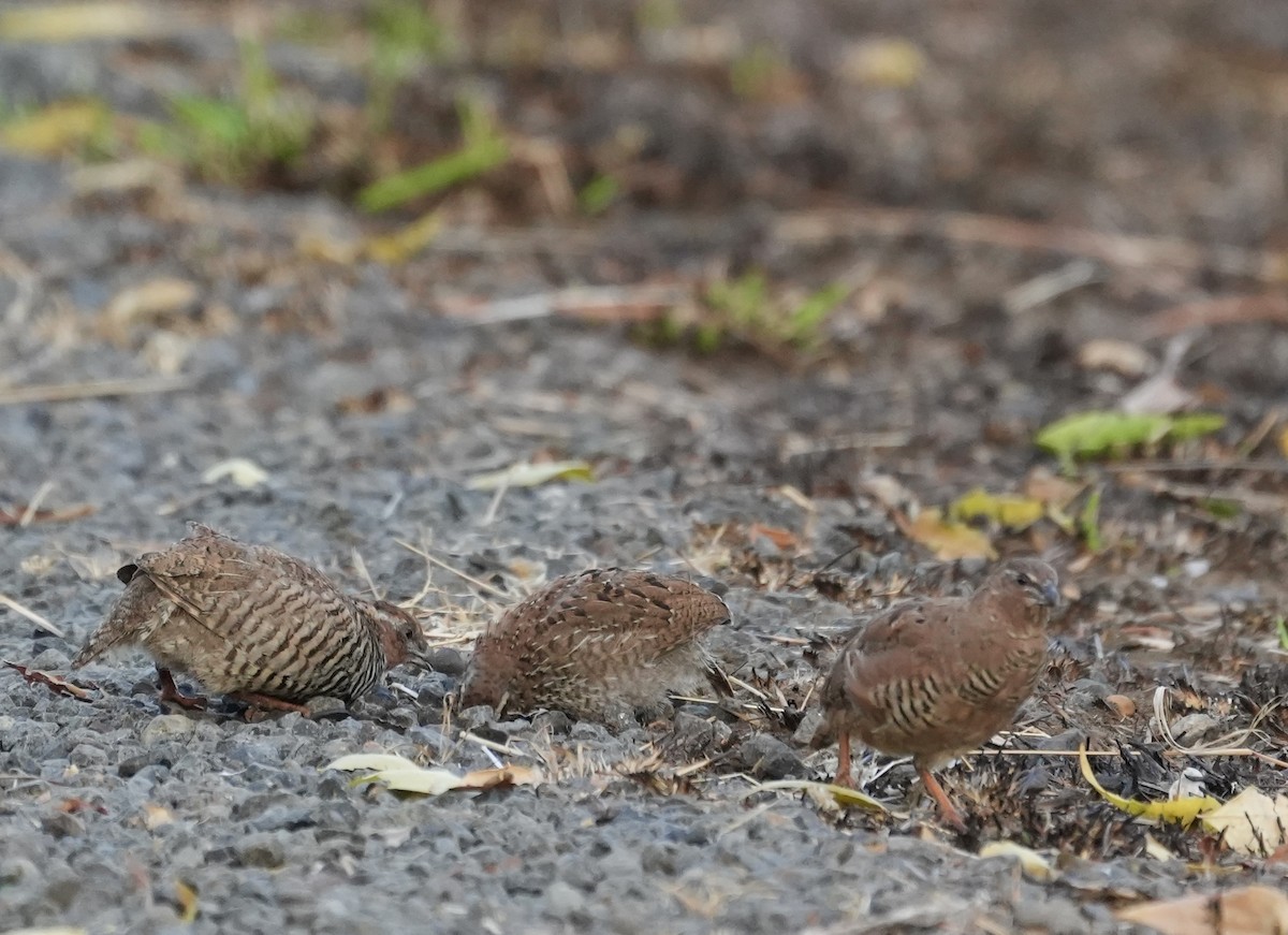 Rock Bush-Quail - ML578314261