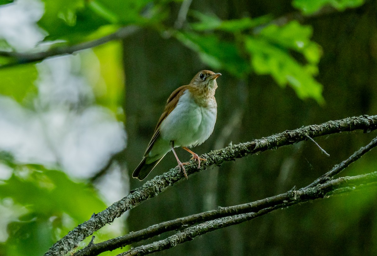 Veery - ismael chavez