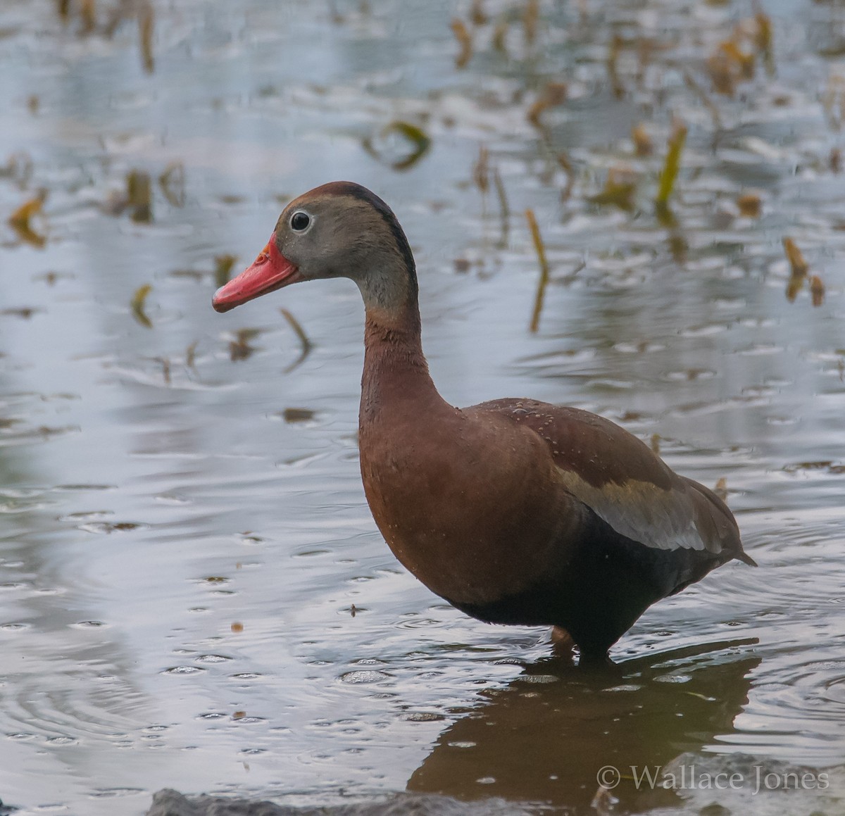 アカハシリュウキュウガモ - ML57831501