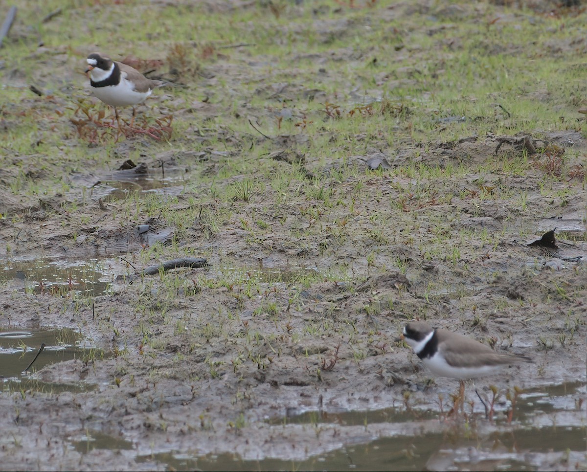 Semipalmated Plover - ML578315831