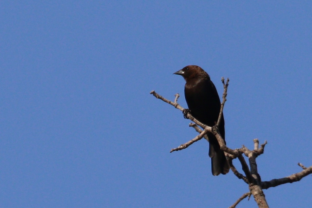Brown-headed Cowbird - ML578316611