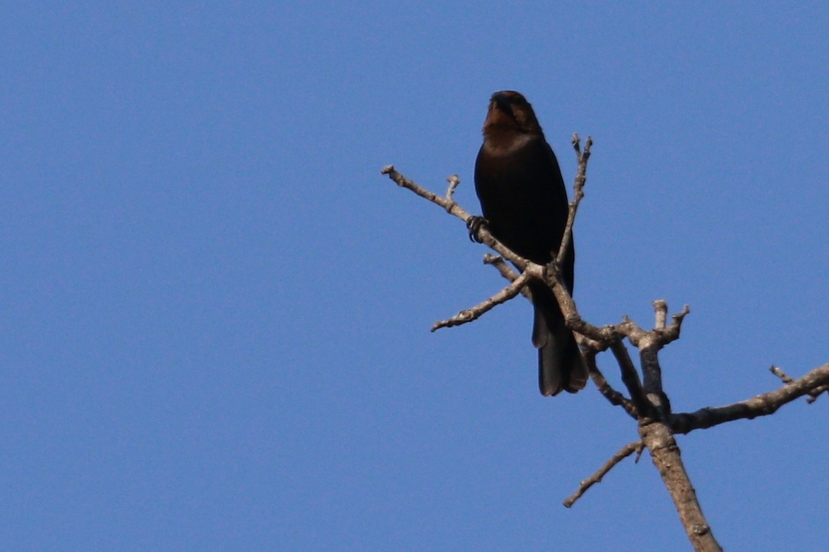 Brown-headed Cowbird - ML578316621