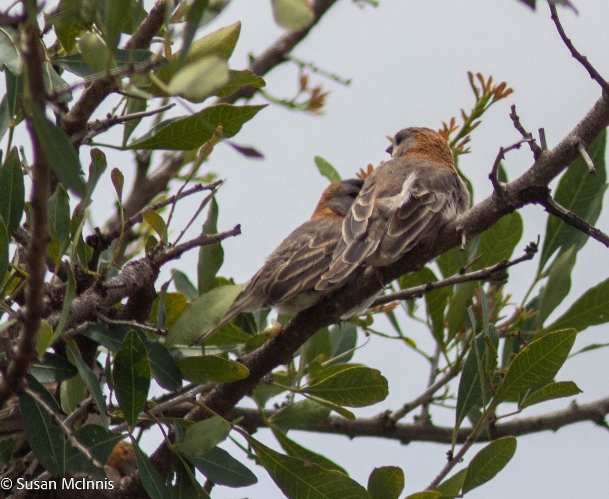 Speckle-fronted Weaver - ML578316731