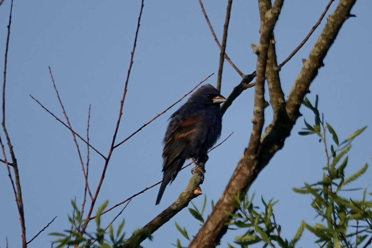 Blue Grosbeak - ML578317331