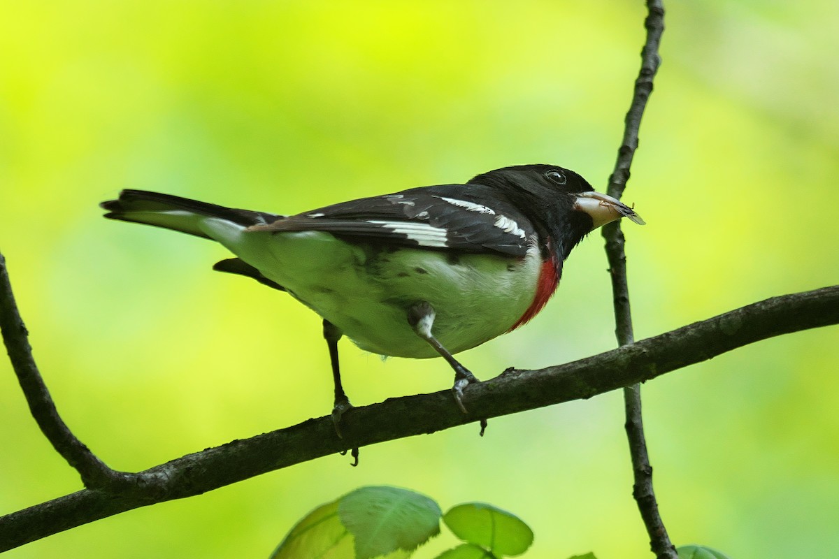 Rose-breasted Grosbeak - ML578317421