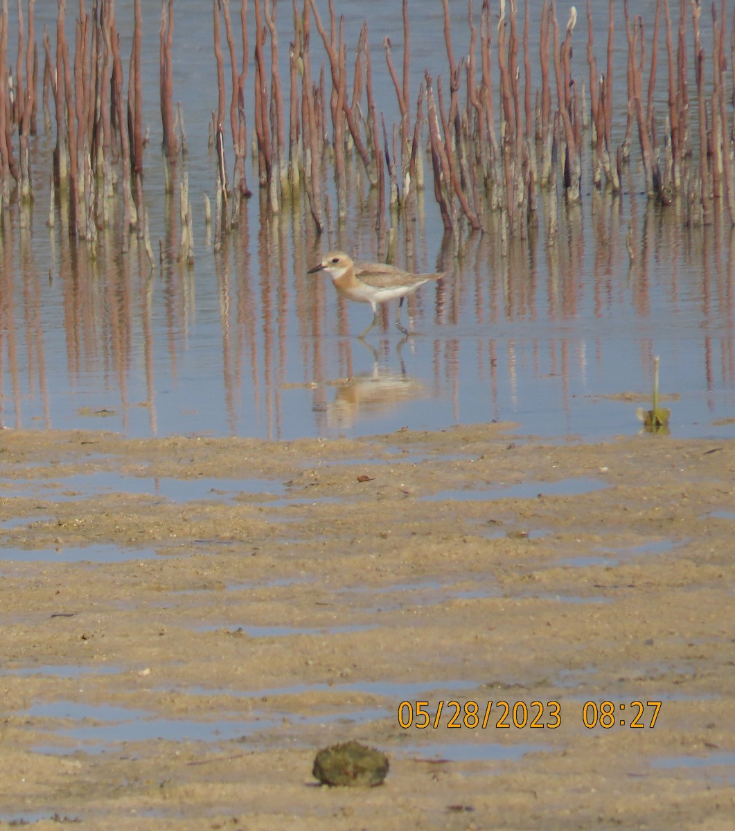 Greater Sand-Plover - Ute Langner