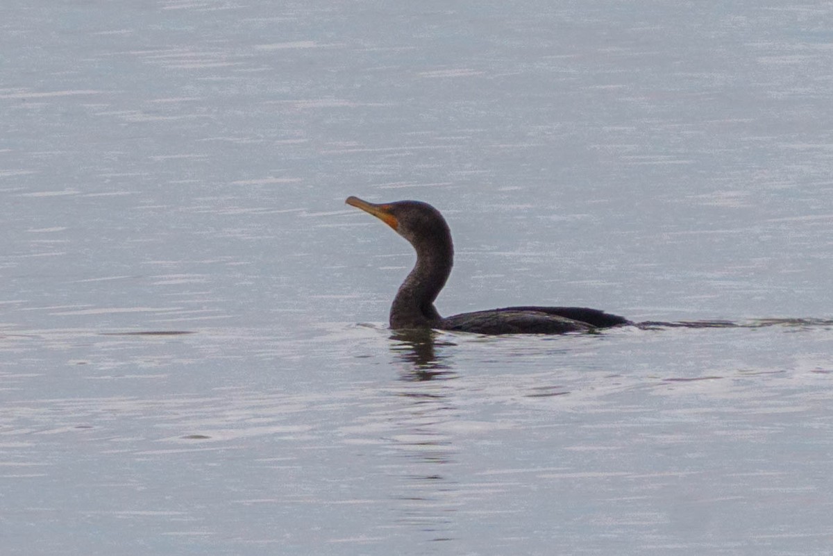 Double-crested Cormorant - ML578317751