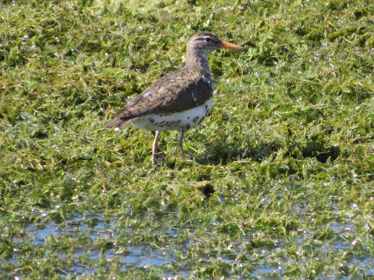 Spotted Sandpiper - ML578319571