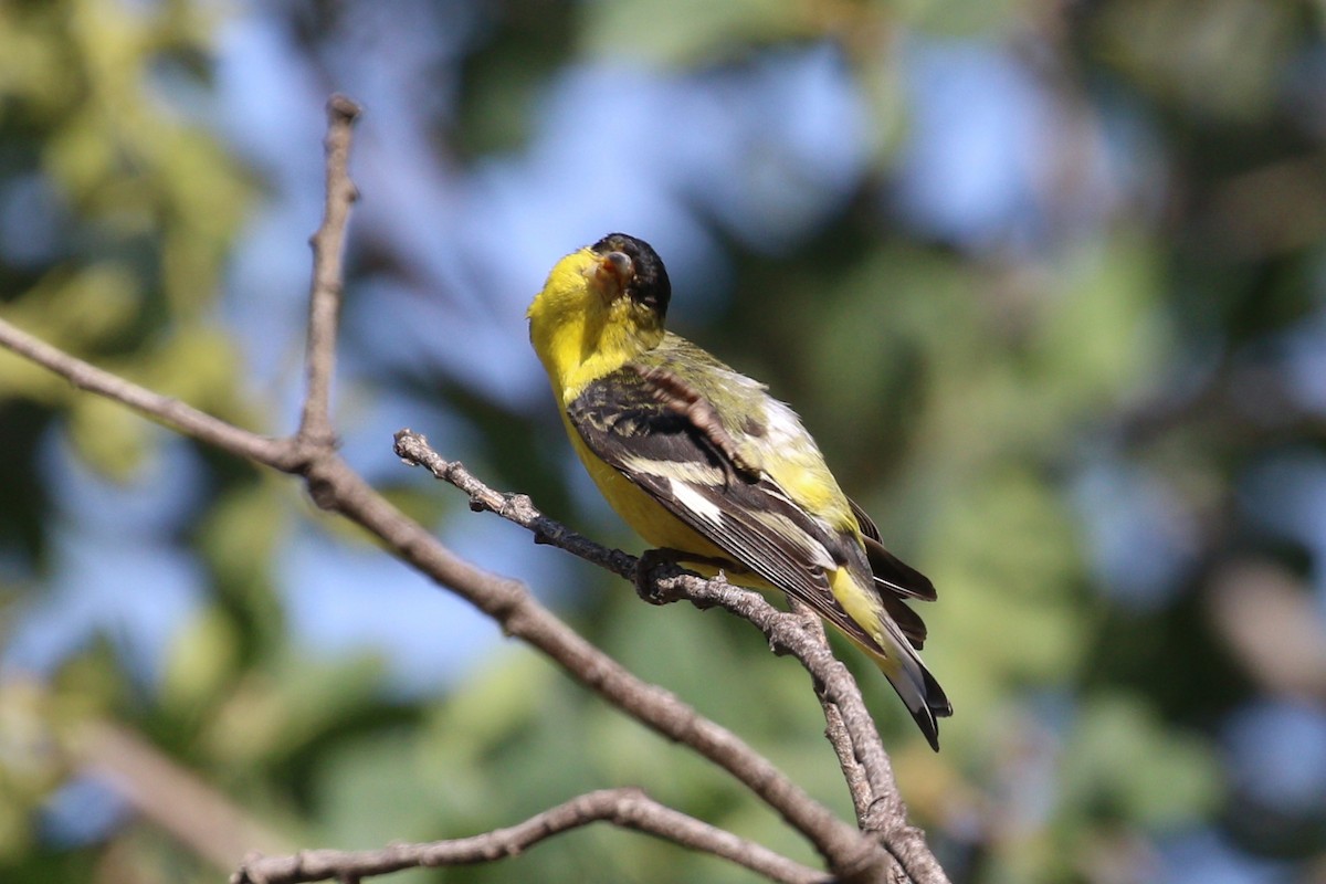 Lesser Goldfinch - ML578320021