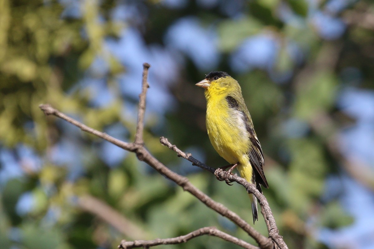 Lesser Goldfinch - ML578320101