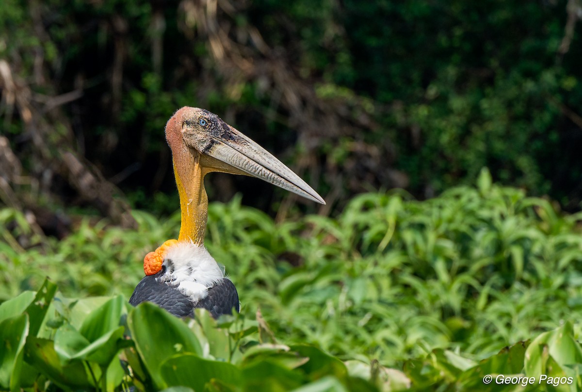 Greater Adjutant - ML57832031