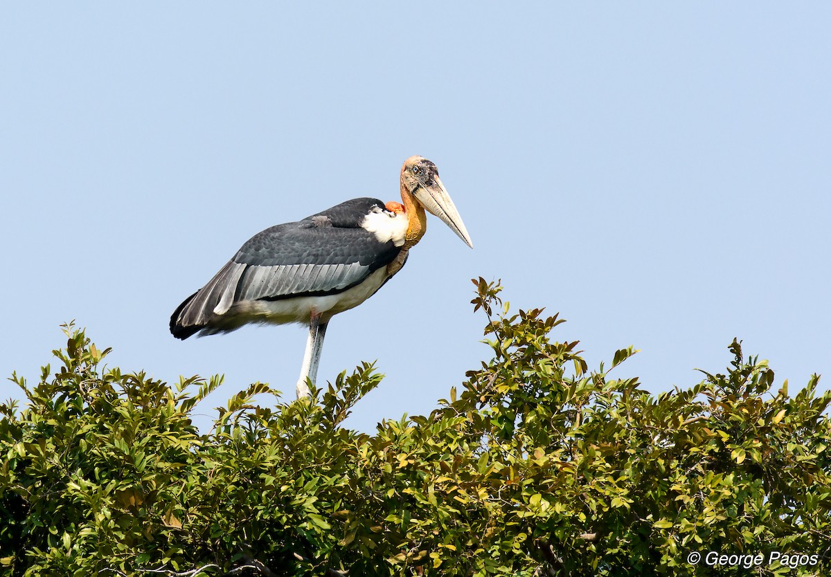 Greater Adjutant - ML57832041