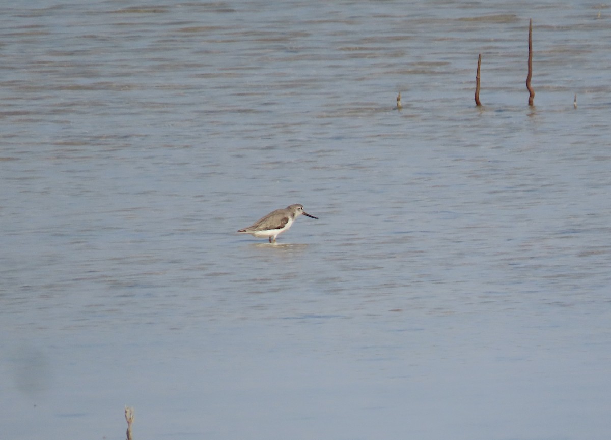 Terek Sandpiper - Ute Langner