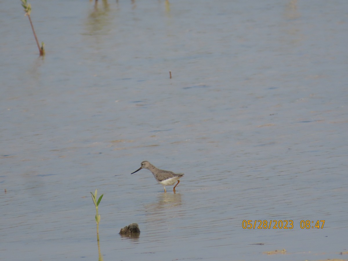 Terek Sandpiper - ML578320441