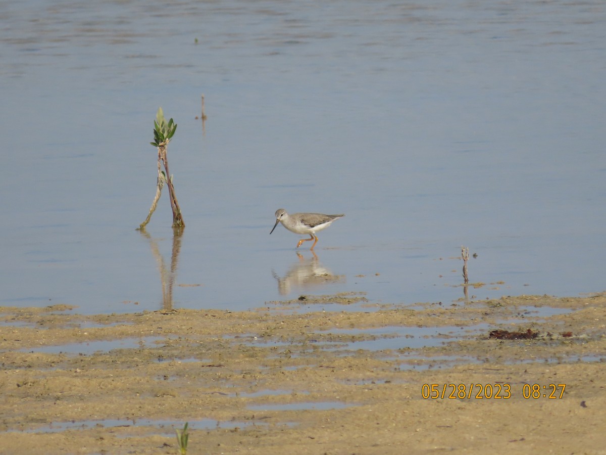 Terek Sandpiper - ML578320451