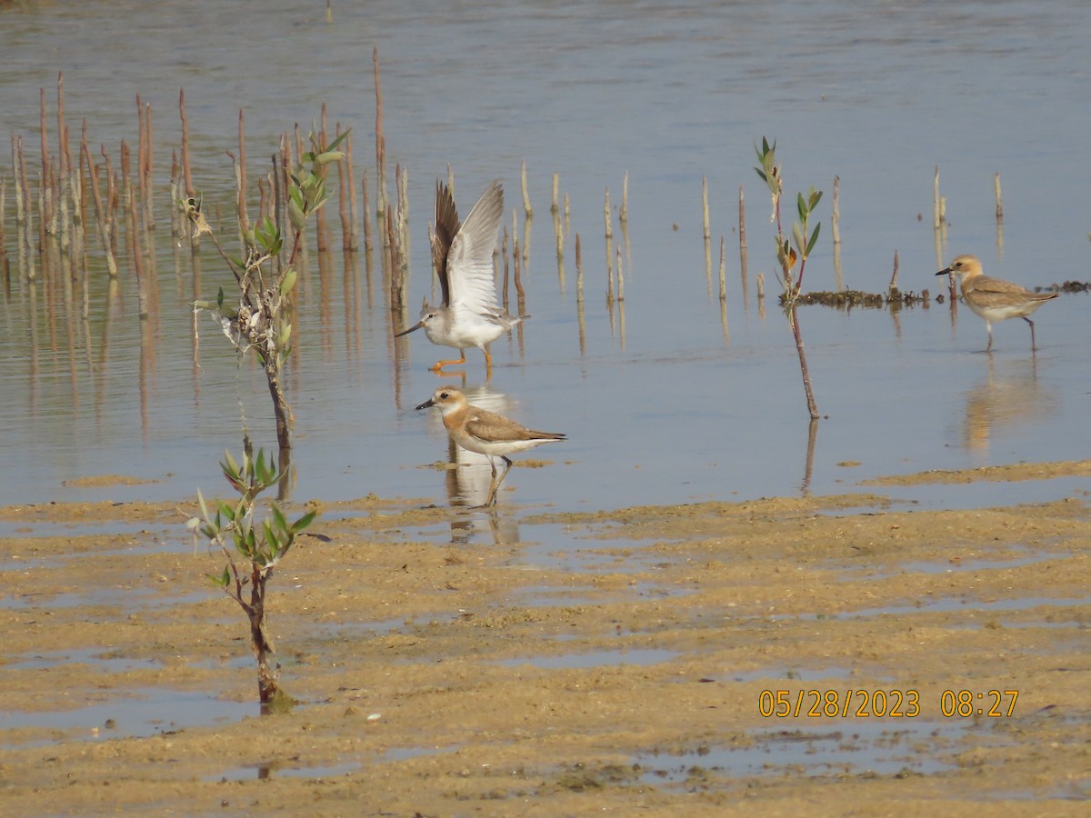 Terek Sandpiper - Ute Langner