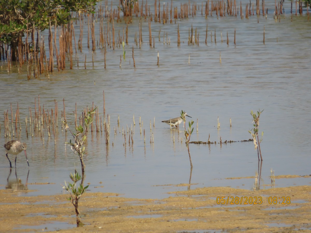 Terek Sandpiper - ML578320481