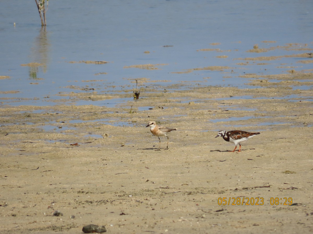 Ruddy Turnstone - ML578322061