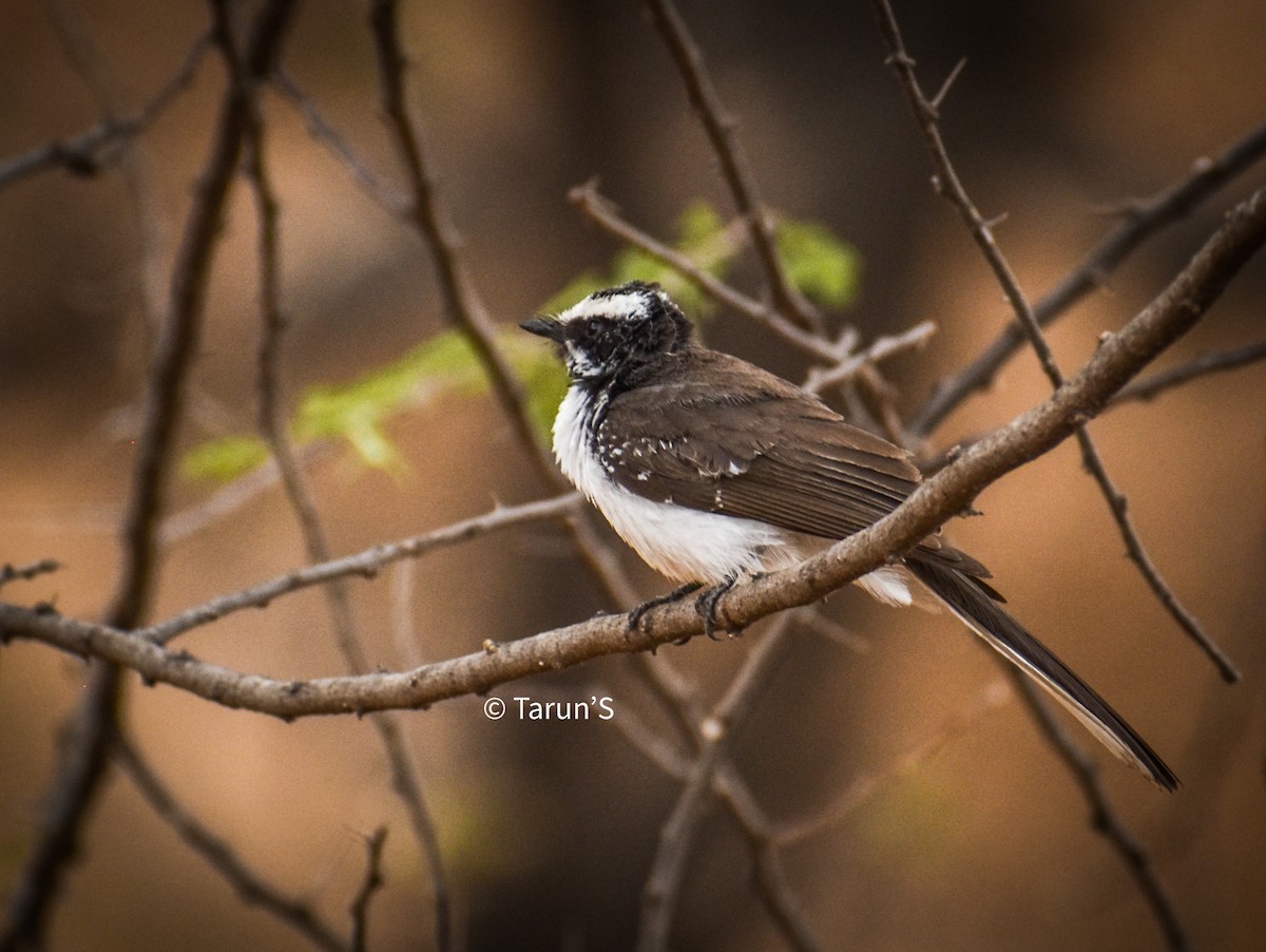 White-browed Fantail - ML578322721