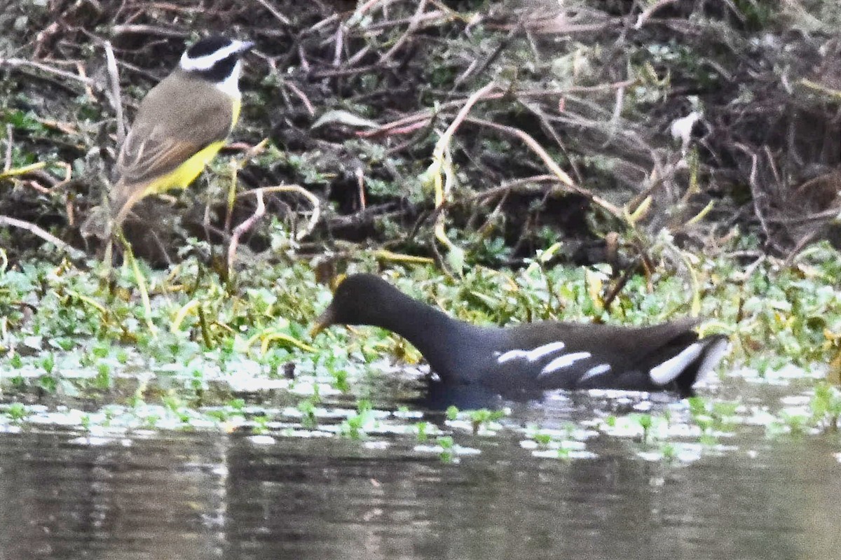 Common Gallinule - ML578322961