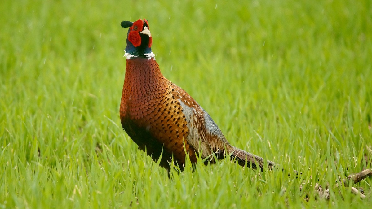 Ring-necked Pheasant - Adrian Melck