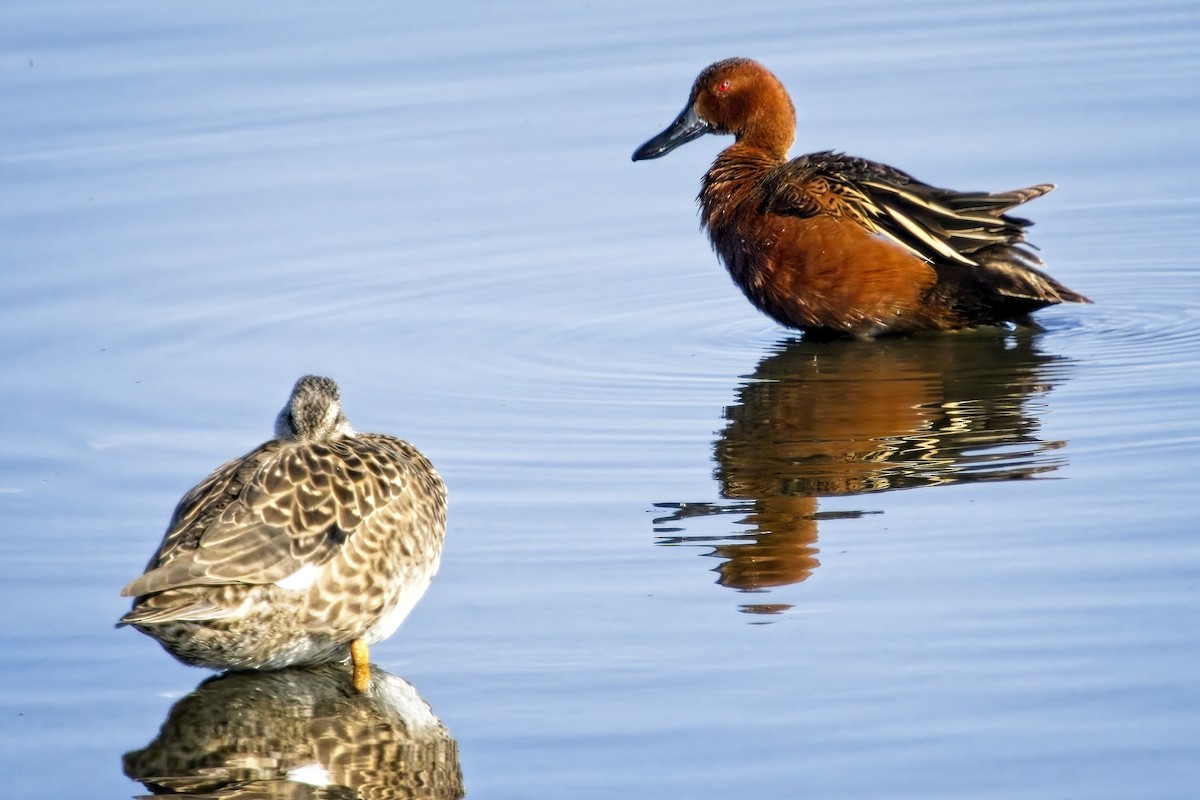 Cinnamon Teal - Doug Lawson