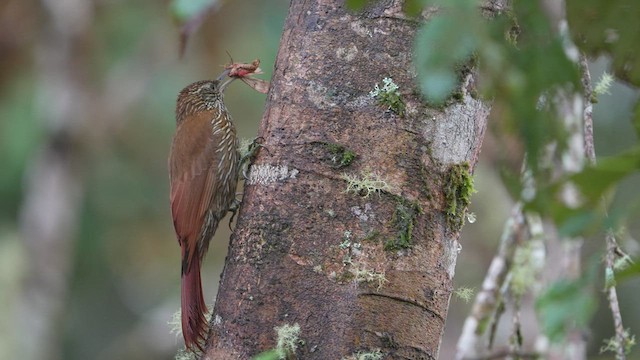 Montane Woodcreeper - ML578324851