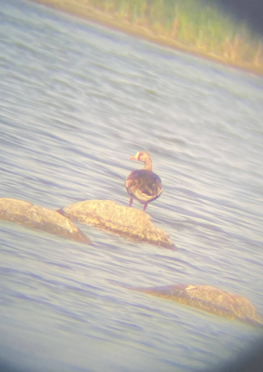 Greater White-fronted Goose - C Z