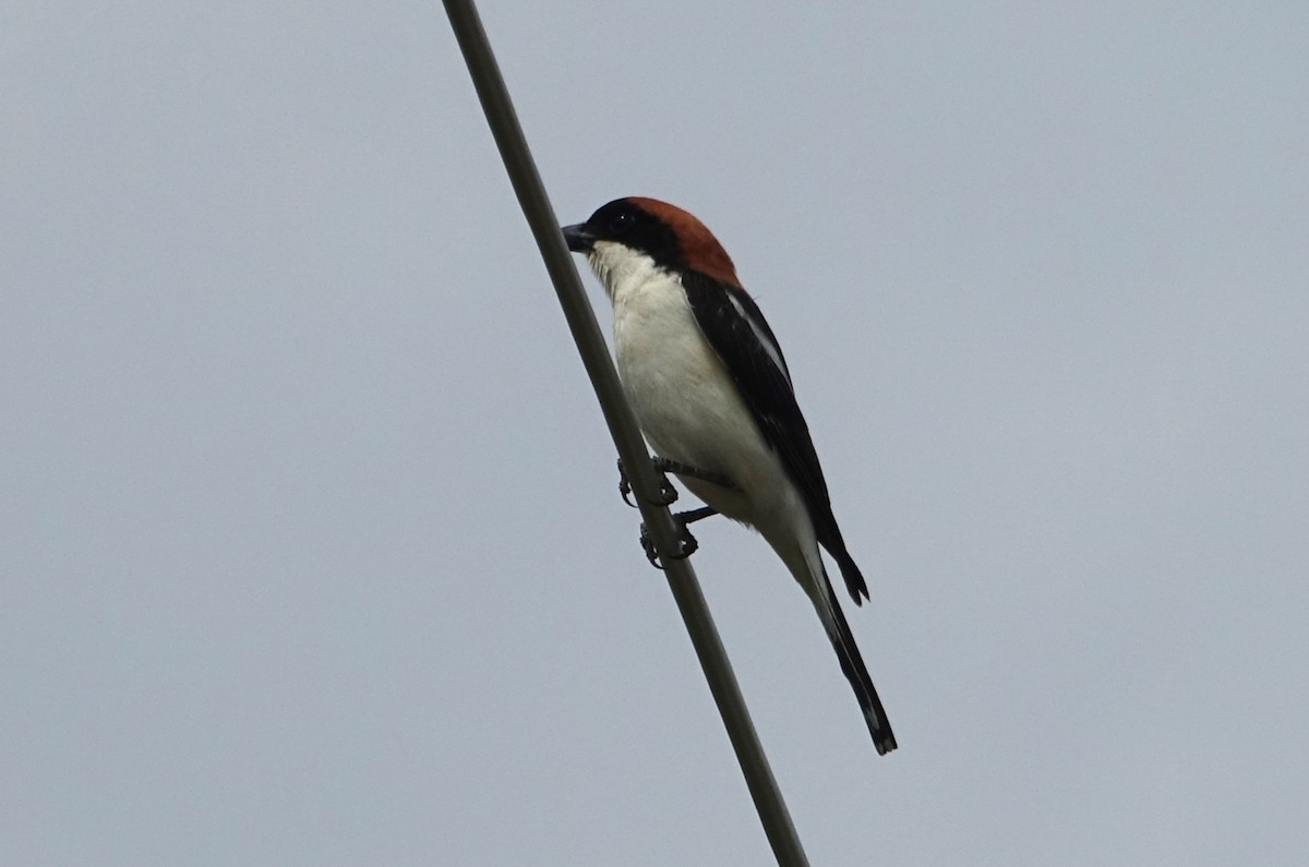 Woodchat Shrike - Martin Brookes